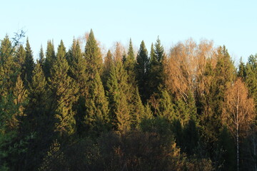 Spring forest in the evening © алексей семиколенных