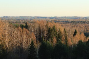 forest of northeastern Europe during evening sunset in mid-May
