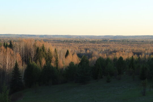 morning mist over swamp