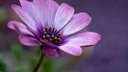 Obraz premium Flower wallpaper