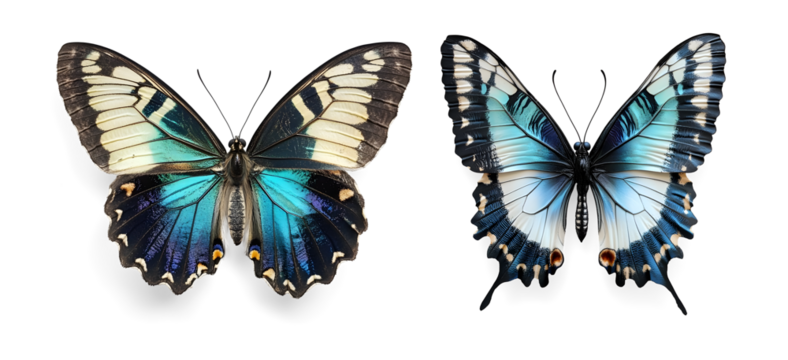 Stylized Blue Butterfly  on Transparent Background