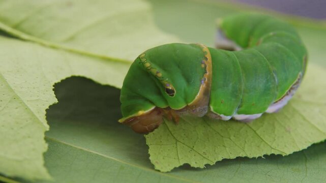 Macro close up of green caterpillar on a leaf eating and resting

