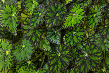 Lush green foliage with unique patterns in a natural garden setting