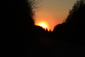bright evening sunset in the spring forest