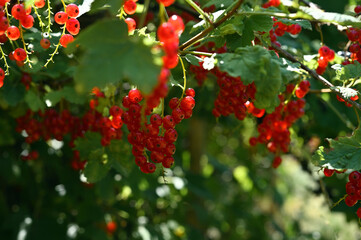 bunches of ripe red currants in the garden