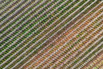 Plantage mit Apfelbäumen während der Apfelblüte aus der Luft gesehen