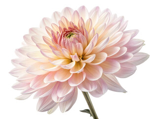 Obraz premium A dahlia in soft colors isolated on transparent background
