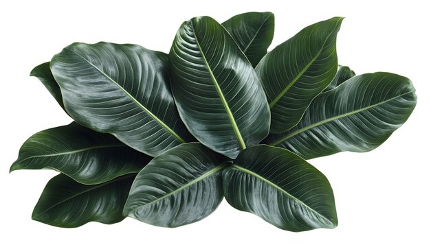 Lush, dark green leaves in a dense cluster against white background.