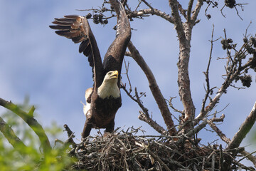American Bald eagle flying off nest against blue sky. 