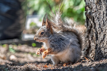 Squirrel in autumn or spring with nut on the green grass with fallen yellow leaves