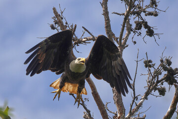 American Bald eagle flying off nest against blue sky. 