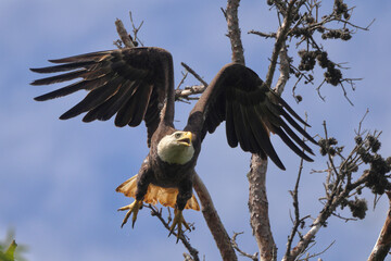 American Bald eagle flying off nest against blue sky. 