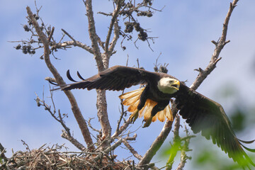 American Bald eagle flying off nest against blue sky. 