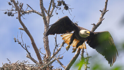 American Bald eagle flying off nest against blue sky. 