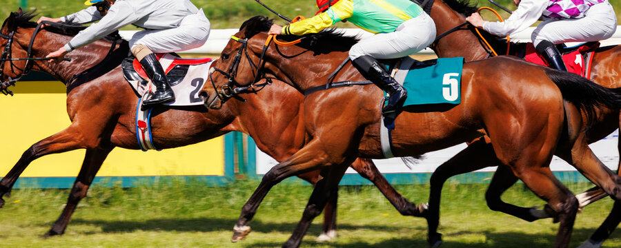 Group of jockeys racing on thoroughbred horses by green grass track race course back view on sunny day. Riders wear colorful uniforms under bright daylight, surrounded by trees and racetrack rails