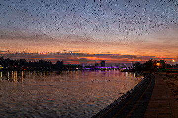 Obraz premium The city lights of Osijek reflect on the Drava River at sunset, as a large flock of crows crosses the colorful sky.