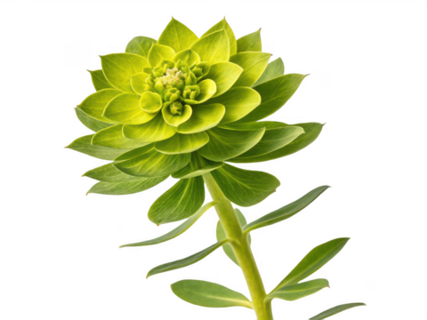 Green flower isolated art isolated on transparent background - Powered by Adobe