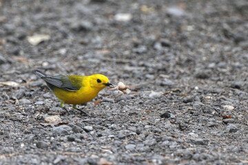 Yellow bird Prothonotary warbler eating moth on a trail. 