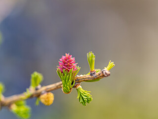 Larch tree fresh pink cones blossom at spring on nature background
