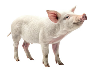 Standing pig on black isolated on transparent background
