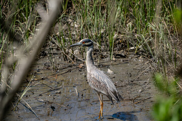 Night Heron in the Marsh