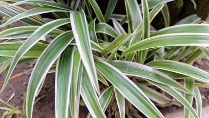 Air-Purifying Spider Plant (Chlorophytum comosum): A Lush Green Indoor Houseplant with Distinctive White-Edged Leaves, Ideal for Sustainable Office and Home Greenery