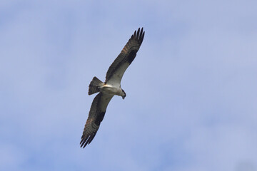 Osprey inflight against blue sky. 