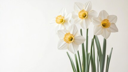 Fototapeta premium Number 22: White Daffodil Flowers on White Background
