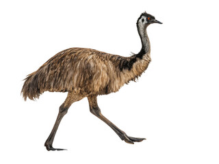 Emu walking on black background isolated on transparent background