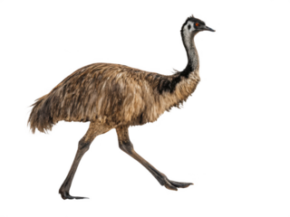Emu walking on black background isolated on transparent background