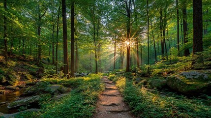 Obraz premium The sun illuminates the path ahead, casting dappled light through the foliage of the forest in the background