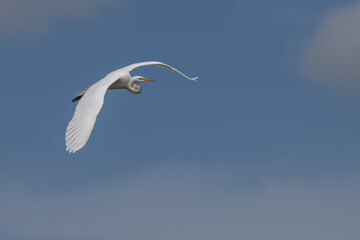 Closeup of a great egret in flight.