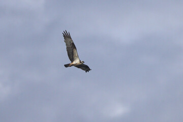 Osprey inflight against blue sky. 