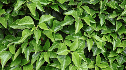 Shiny vibrant green leaves garden background