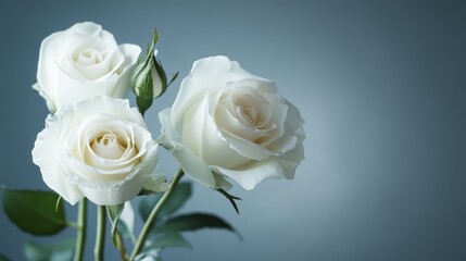 White roses against white and gray backdrop