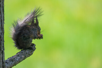 Nature's Nibbler: Red Squirrel in Greenery