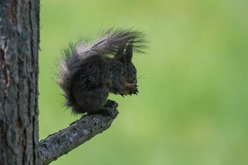 Nature's Nibbler: Red Squirrel in Greenery
