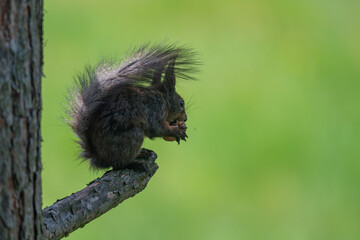 Nature's Nibbler: Red Squirrel in Greenery