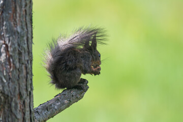 Nature's Nibbler: Red Squirrel in Greenery