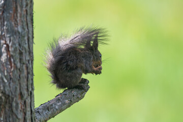 Nature's Nibbler: Red Squirrel in Greenery