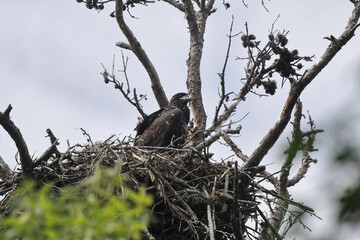 American Bald eagle flying off nest against blue sky. 