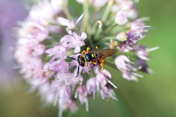 European beewolf, Philanthus triangulum