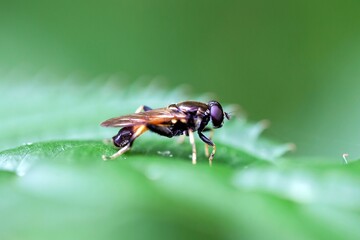 Naklejka premium Brown-toed forest fly, Xylota segnis