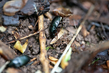 Ground beetle of the species Abax parallelepipedus