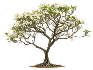 Flowering tree isolated art isolated on transparent background
