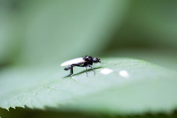Fly of the species Bibio leucopterus