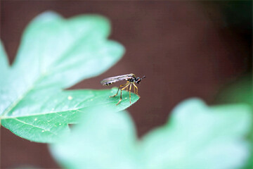 Fly of the species Dioctria linearis