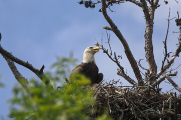 American Bald eagle flying off nest against blue sky. 