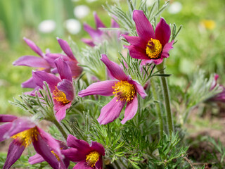 Beautiful close-up of Pulsatilla vulgaris flowers with vibrant pink petals and yellow centers.