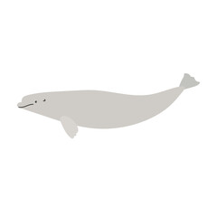 Vector flat hand drawn beluga whale isolated on white background